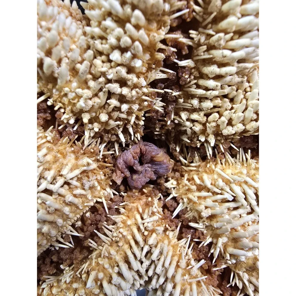 Intact Mouth XL Starfish, Beach Finds, Nature Is Cool, Show & Tell, Patrick